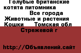 Голубые британские котята питомника Silvery Snow. - Все города Животные и растения » Кошки   . Томская обл.,Стрежевой г.